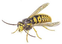 Countrywide Wasp nest removal and Control (Newbury Berkshire) 376782 Image 1